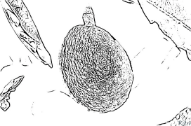 avocado Coloring Pages To Print